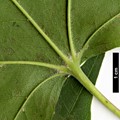 SpeciesSub: subsp. sinicum SpeciesSub: subsp. sinicum